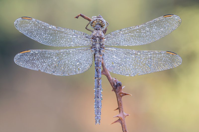 macro Dragonflyphoto preview