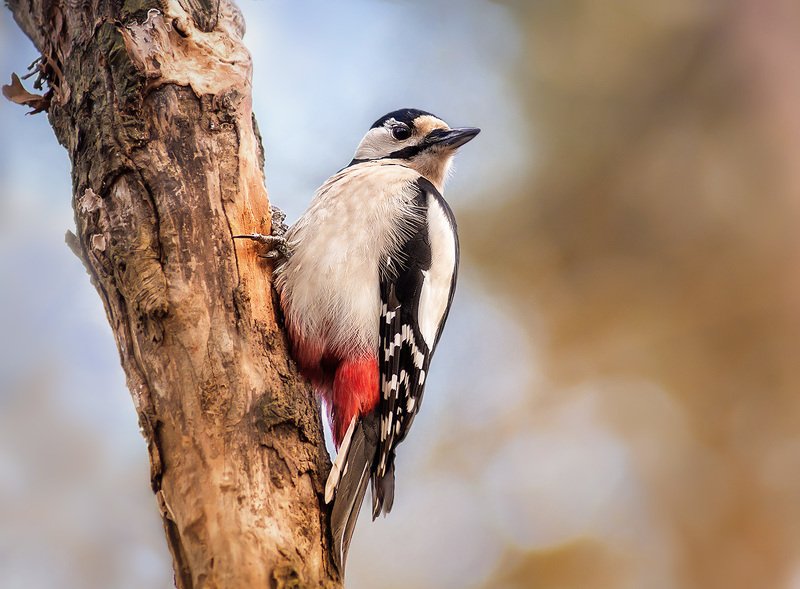 Кто стучал?photo preview