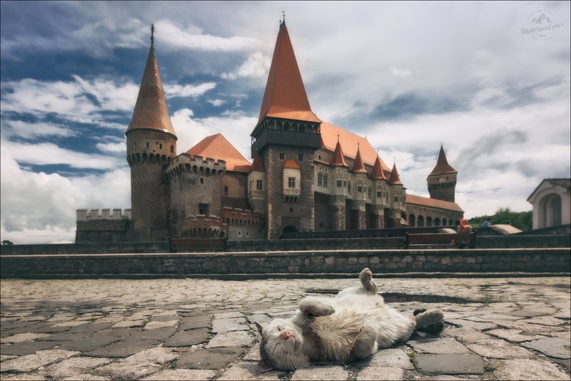 румыния, замок корвинов, кот, romania, corvin castle И пусть весь мир подождет ...photo preview