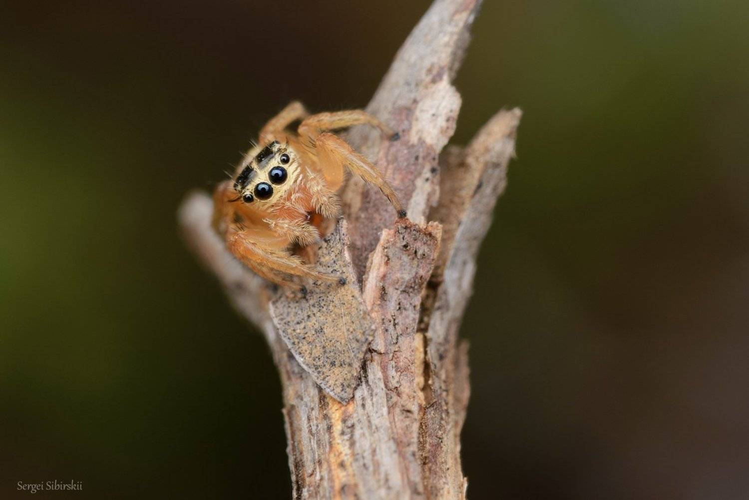 паук, паук-скакунчик, Сибирский Сергей