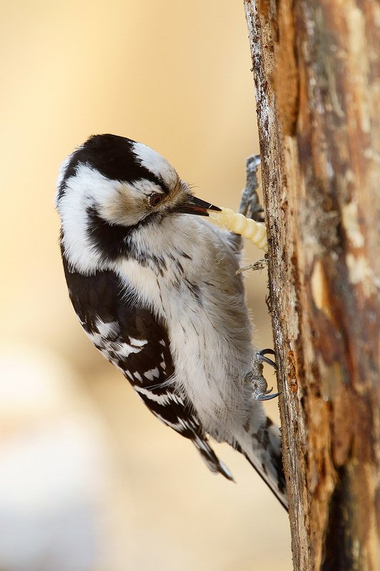 Сытный ужинphoto preview