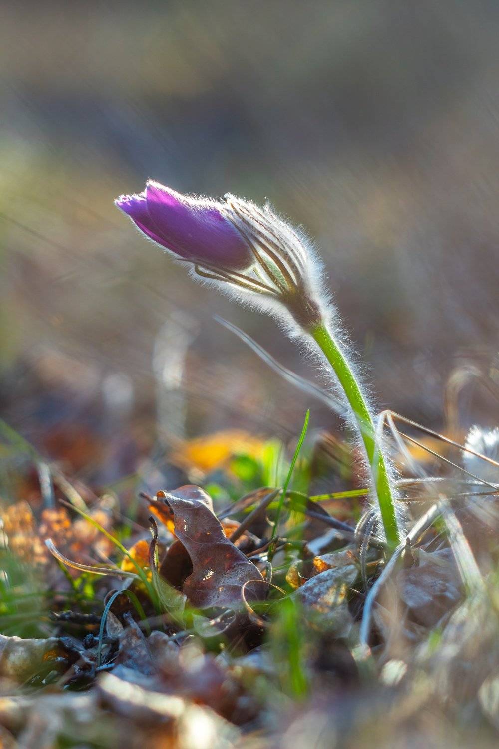 сон-трава, первоцвет, лес, заповедник, весна, Руслан Востриков