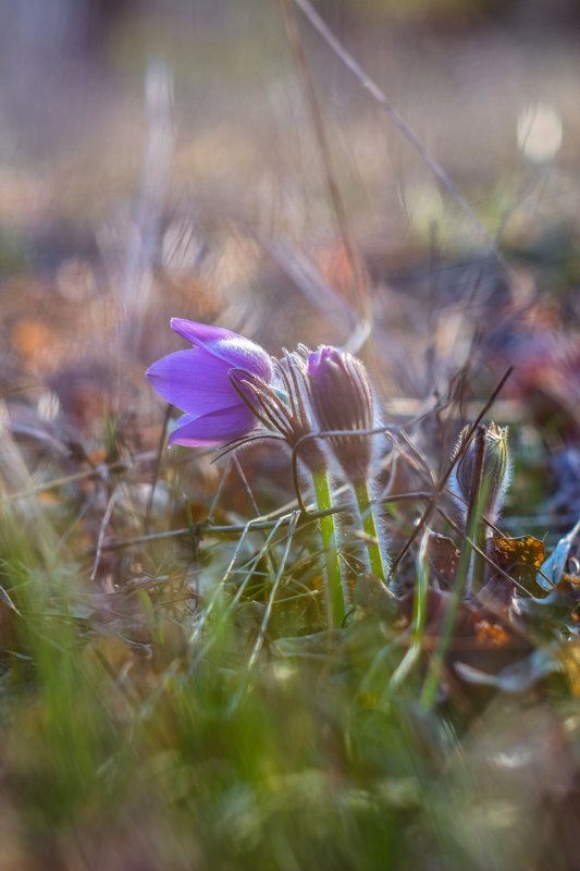 сон-трава, первоцвет, лес, заповедник, весна photo preview