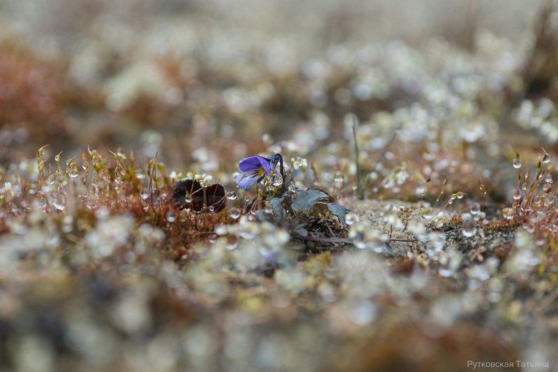 Первыйphoto preview