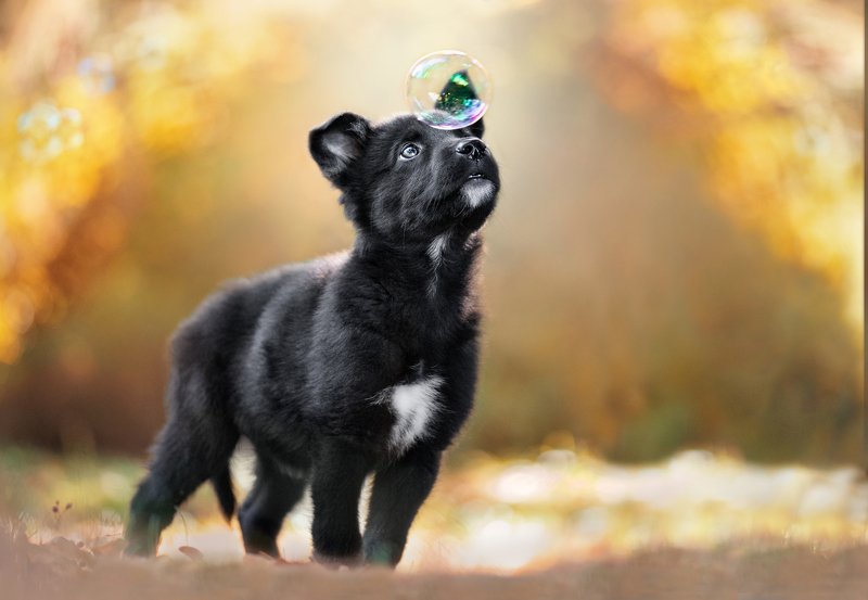 Пузырикphoto preview