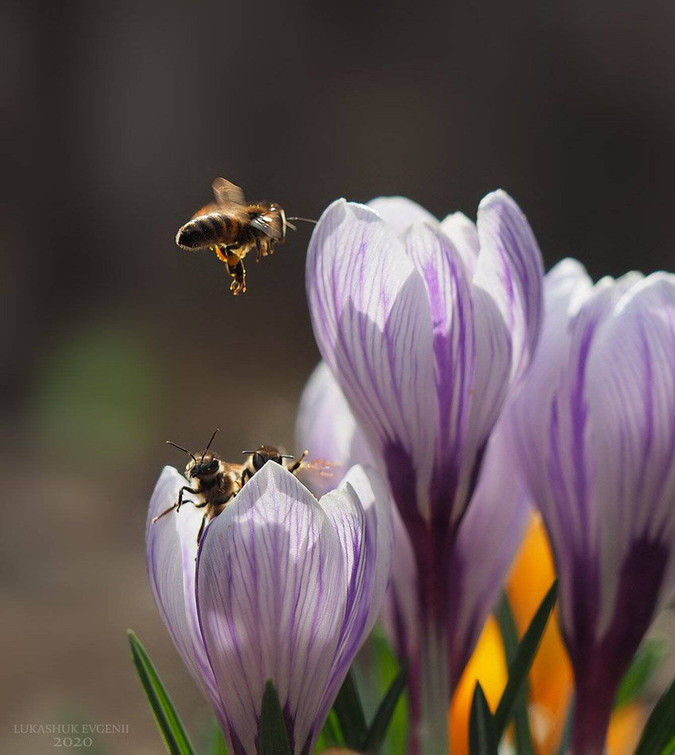 Автор: Евгений Лукашук , Евгений Лукашук