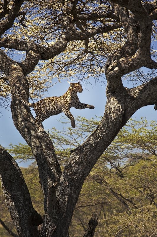 the leapphoto preview