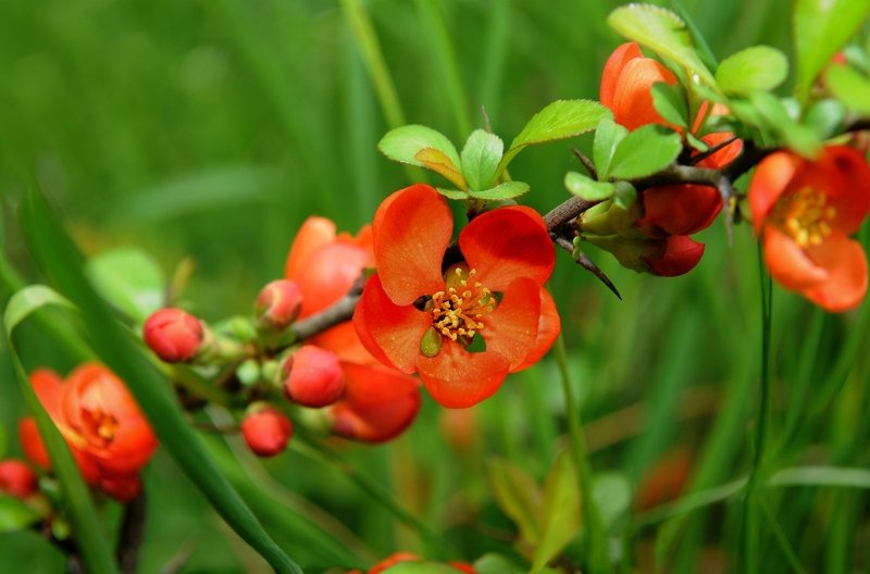 Веснаphoto preview