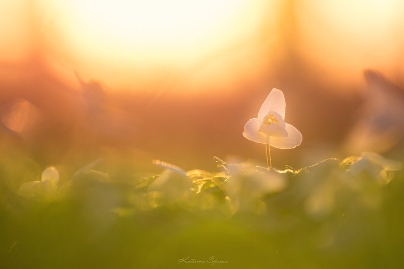 весна, макро, природа, цветы Весенний сонphoto preview