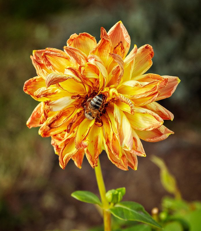 увядающая красотаphoto preview