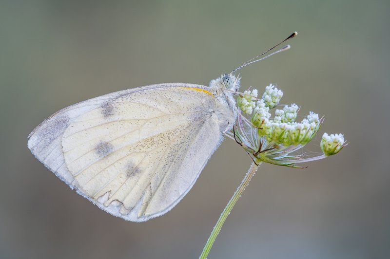 macro Pierisphoto preview