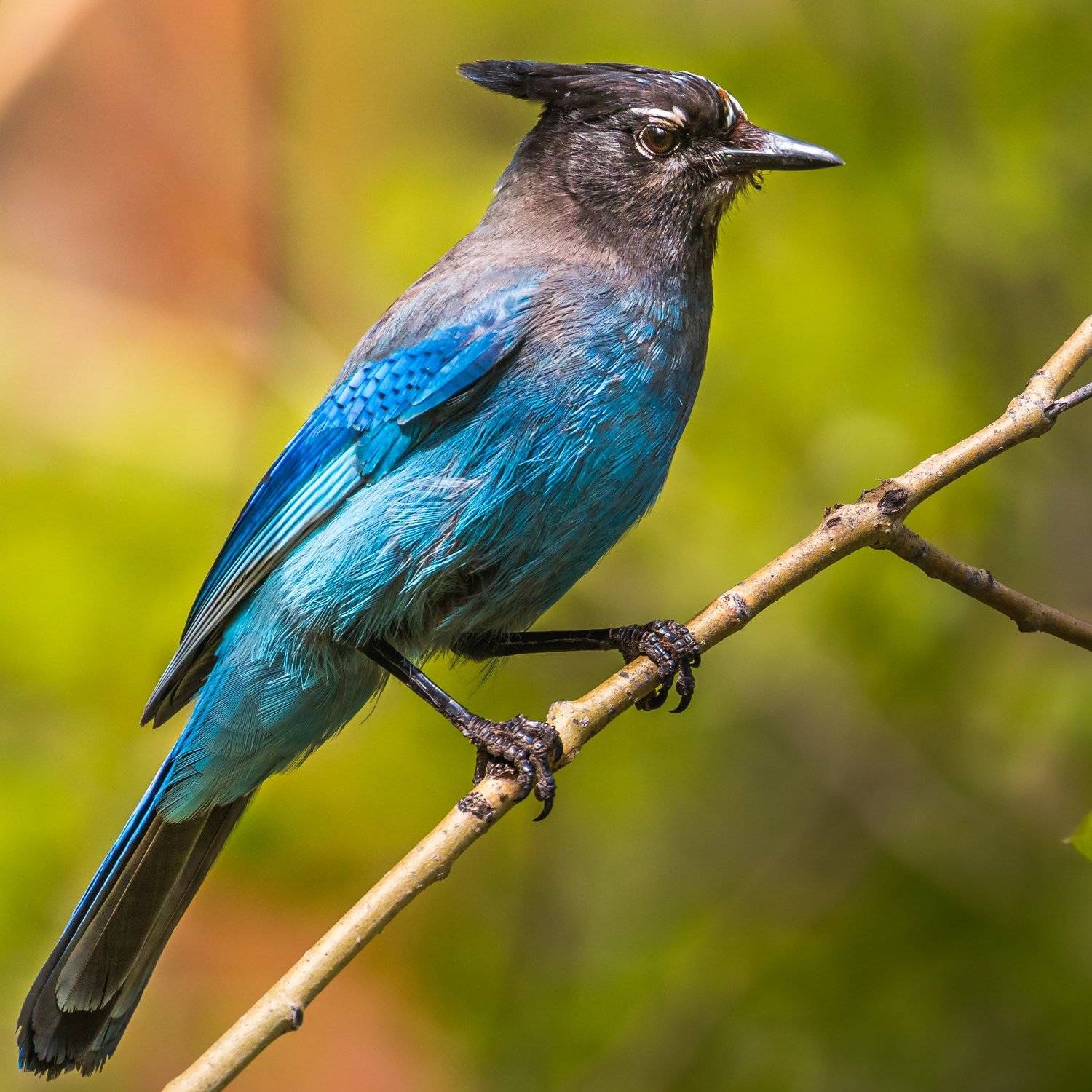 , Илья Данилов