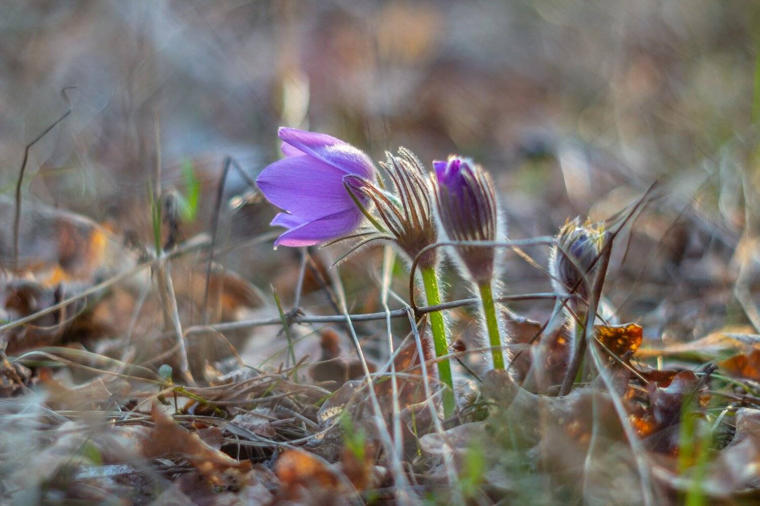 Автор: Руслан Востриков сон-трава, первоцвет, лес, заповедник, весна, Руслан Востриков