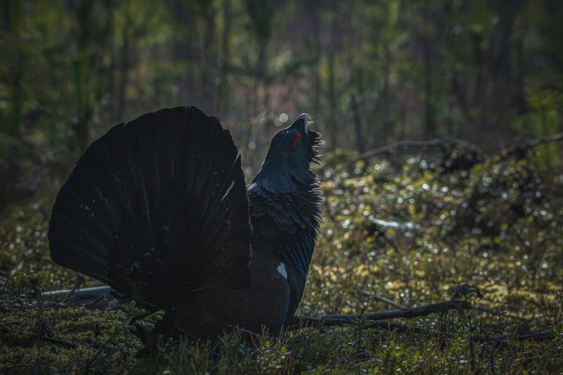real wildlife, wildlife, nature, forest, wildlife photographer, capercaillie, bird photography, глухарь, tetrao urogallus, bird, \