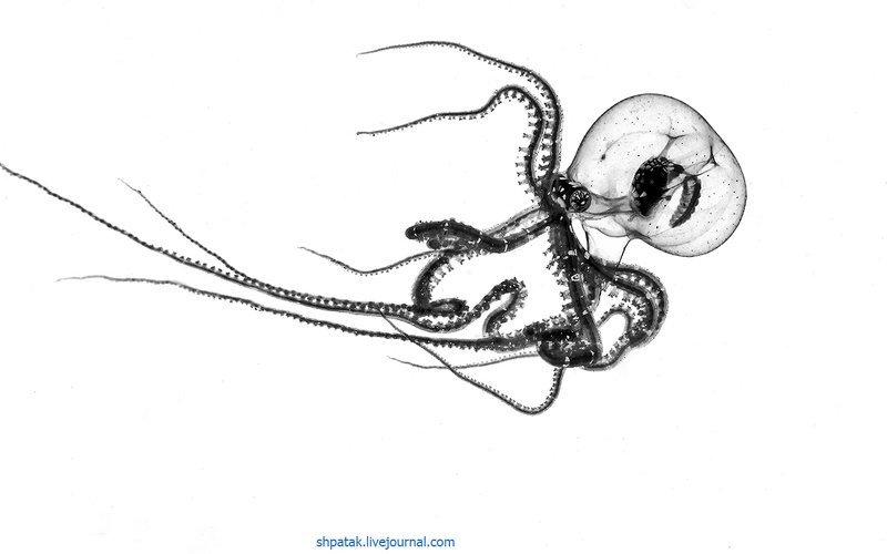 Philippines. Anilao. Night dive. Black water. Juvenile Wunderpus.photo preview