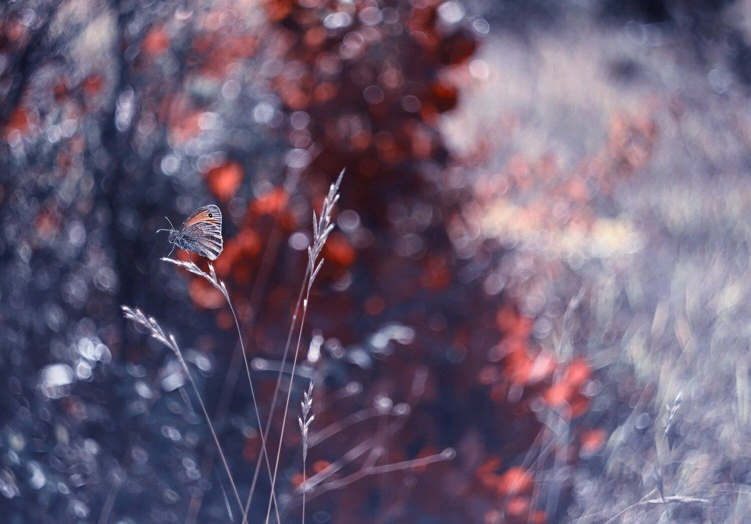 Автор: Naiden Bochev , Naiden Bochev