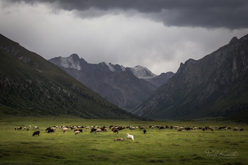 тянь-шань, август 2019 любопытная фото превью