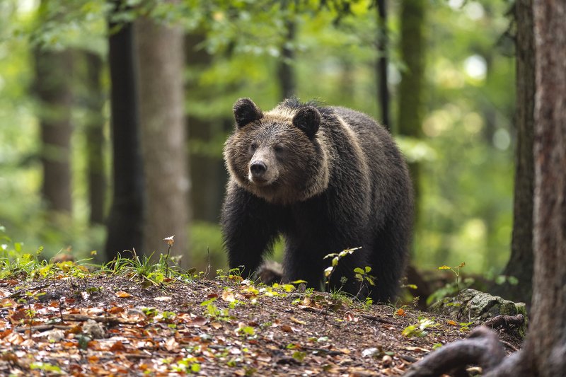 Slovenian brown bearphoto preview