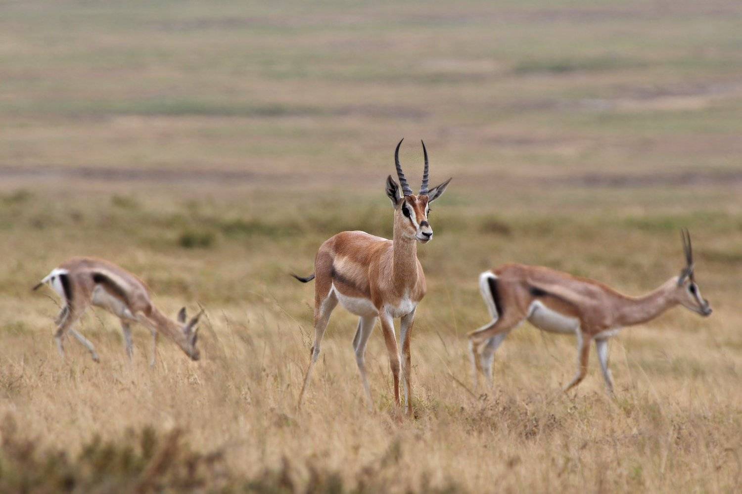 Tanzania style. Автор: Евгени Стефанов , Евгени Стефанов
