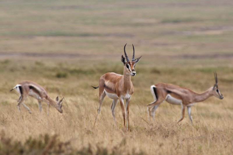 Tanzania stylephoto preview