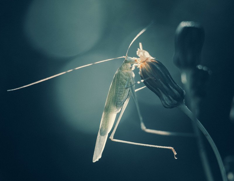 кузнечик, саранча, насекомые, макро, животные, природа кузнецphoto preview