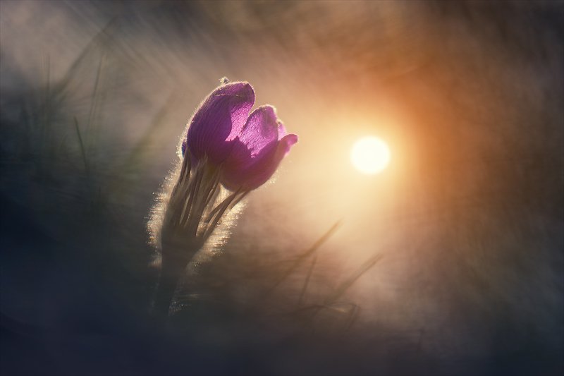 Весенние сны.photo preview