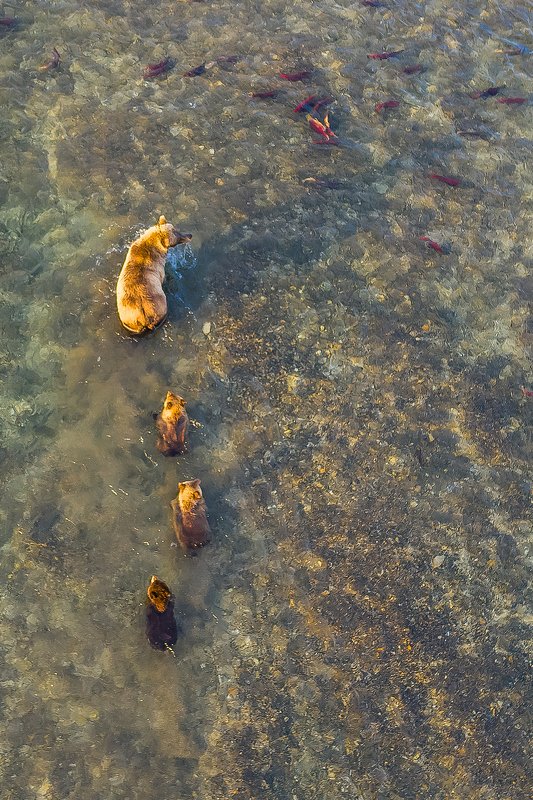 медведь, камчатка, южно-камчатский заказник, медведи камчатки, курильское озеро, река озерная, кроноцкий заповедник, камчатский край, медведица, медвежата, лосось, нерка, dji, dji mavic Медвежья школа. Первые уроки.photo preview