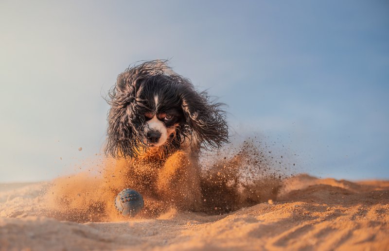 Дюныphoto preview