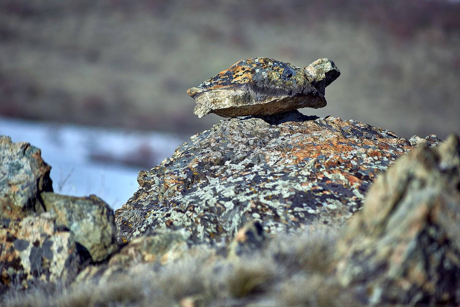 Окаменелая Черепаха. Автор: Качурин Алексей южный урал,оренбургская область, орск, новотроицк,, Качурин Алексей