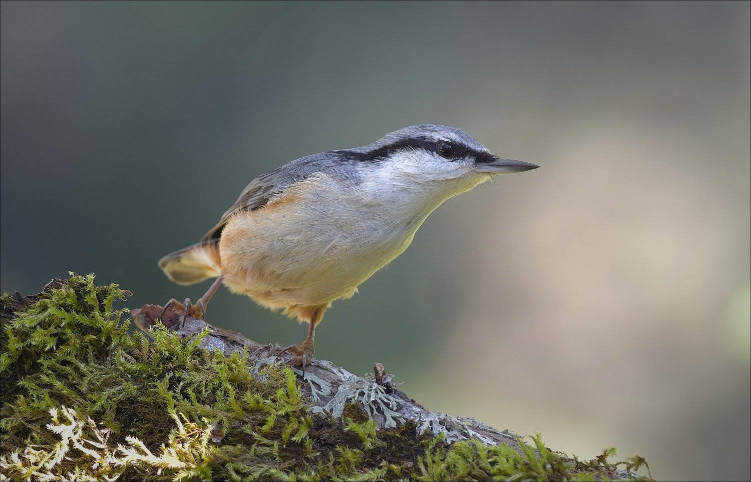 ***. Автор: Андрей Медведев поползень, Андрей Медведев