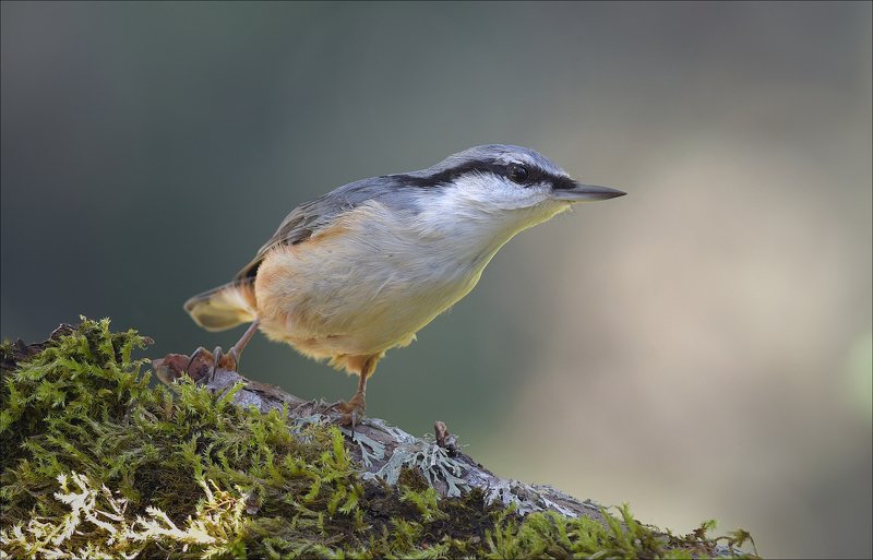 поползень ***photo preview