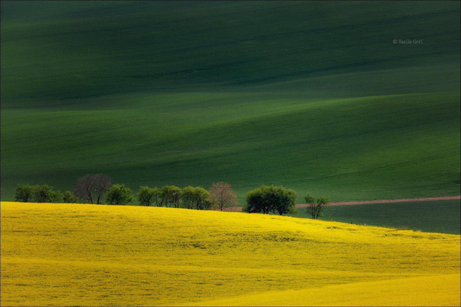 La primavera arriverà.... Автор: Василий Гори южная моравия,пейзаж,деревья,линии,south moravian,lines,свет,czech,весна,чехия,landscapes,поле,рапс, Василий Гори