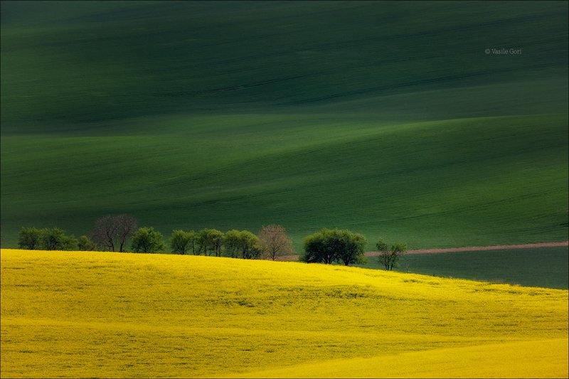 южная моравия,пейзаж,деревья,линии,south moravian,lines,свет,czech,весна,чехия,landscapes,поле,рапс La primavera arriverà... фото превью