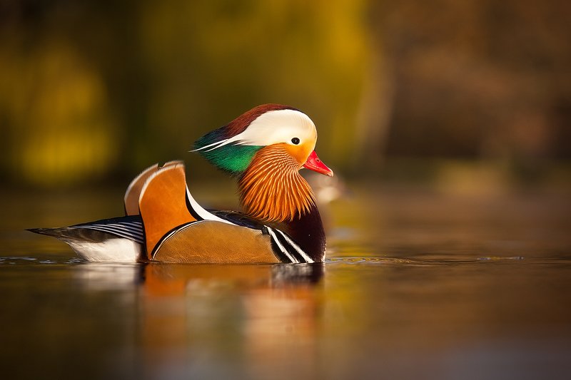 Mandarin duckphoto preview