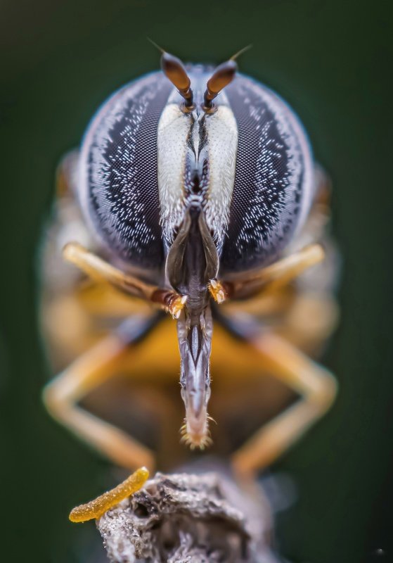 macro wildlife closeup insects spiders Portrait of hoverflyphoto preview