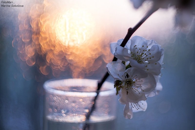 Весенний привет...photo preview