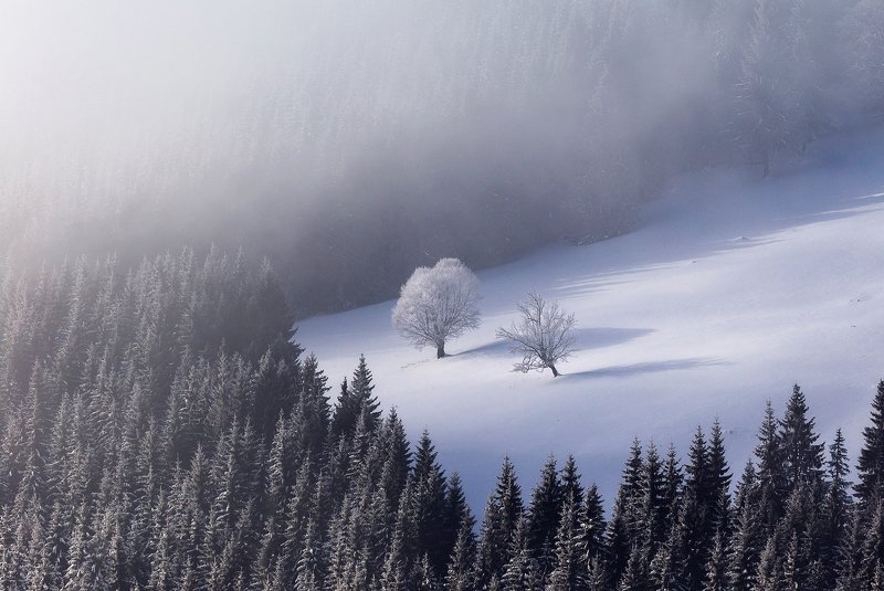 winter, trees, blizzard, snow, landscape, travel, nature, mountain, romania, cold, sunrise, autumn, spring, summer Warriorsphoto preview