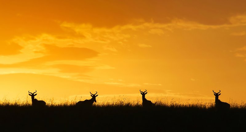 quartetphoto preview