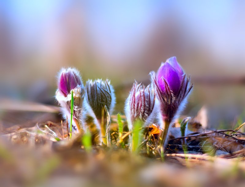 лес, весна, цветы, сон-трава Магия весны фото превью