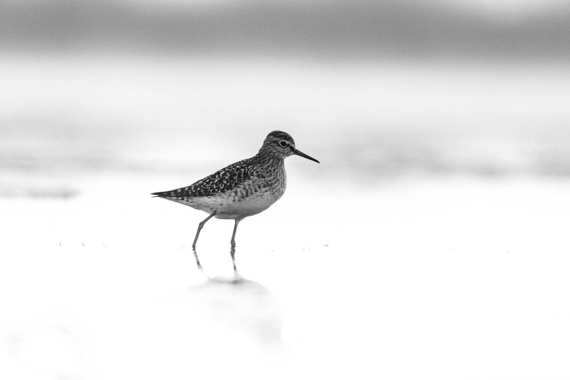 птица,орнитология, фифи Утренняя фифиphoto preview