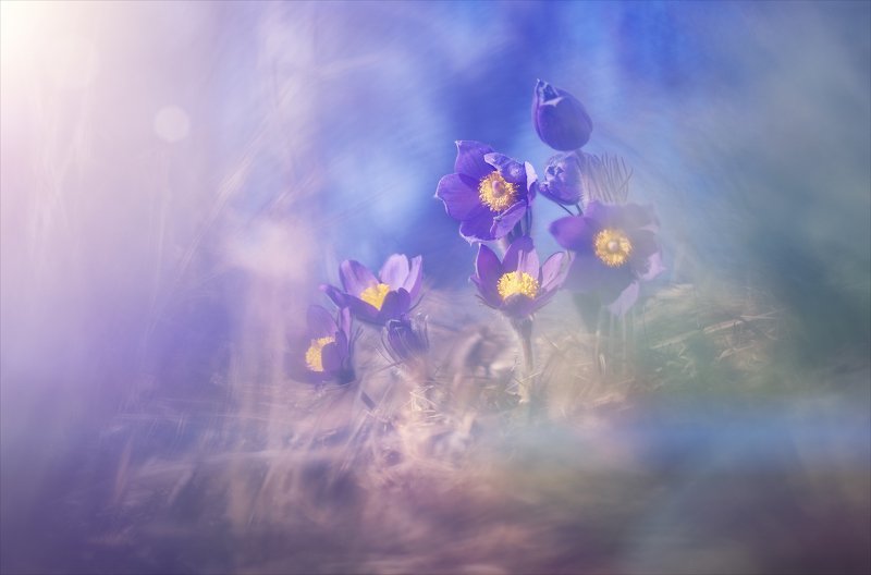 Весны волшебство.photo preview