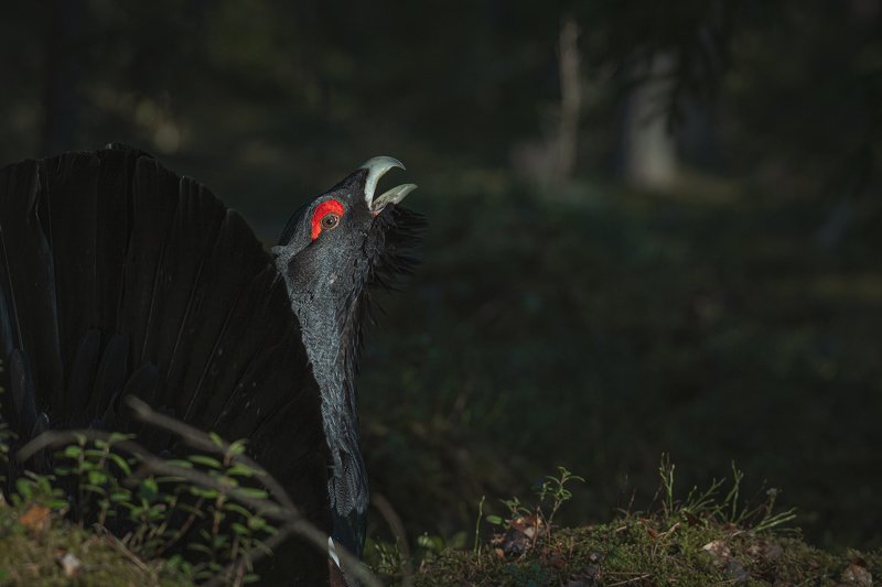 real wildlife, wildlife, nature, forest, wildlife photographer, capercaillie, bird photography, глухарь, tetrao urogallus, bird, nikon, “Come on , I will show you something”photo preview
