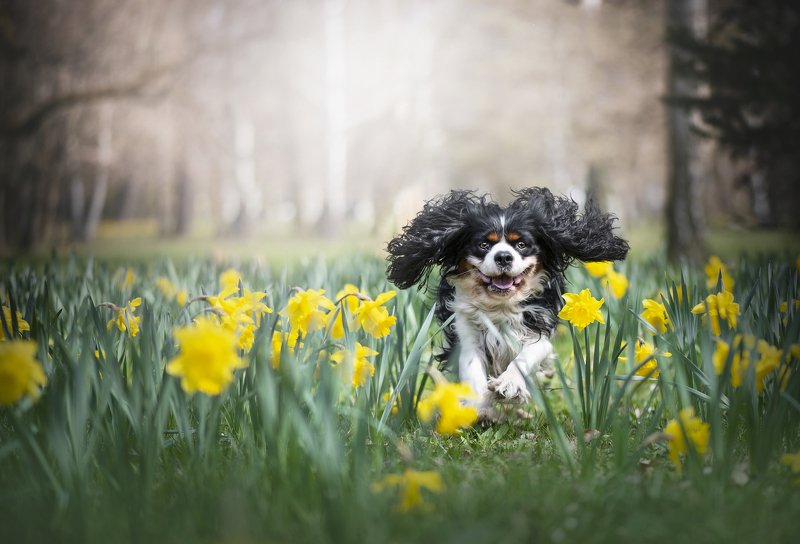 Цветoчкиphoto preview