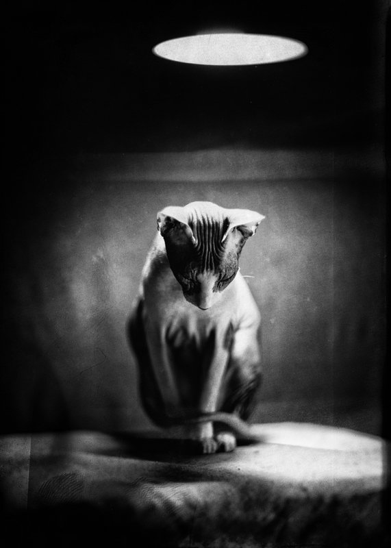 The Apotheosis of Quarantinephoto preview