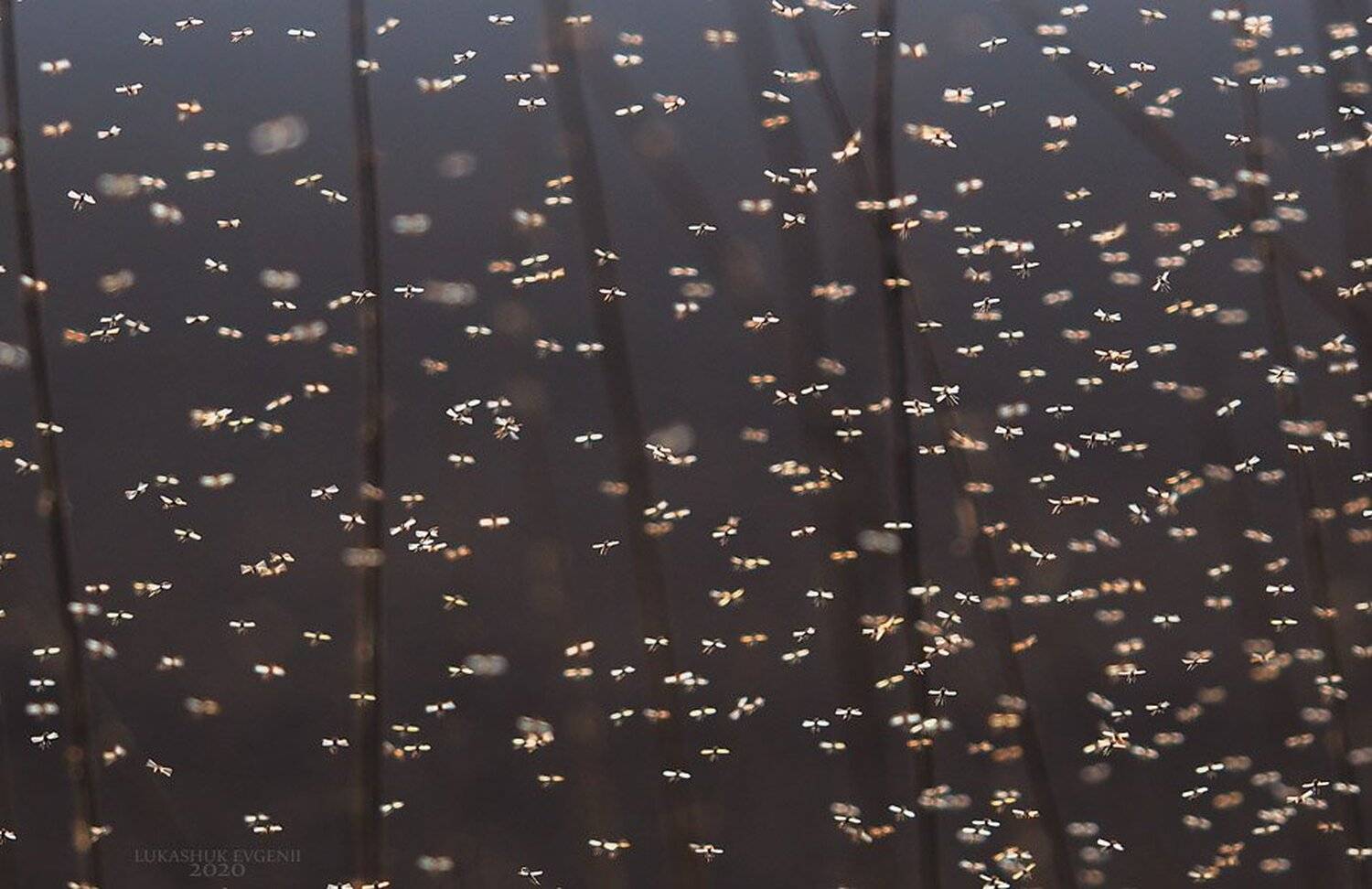 , Евгений Лукашук