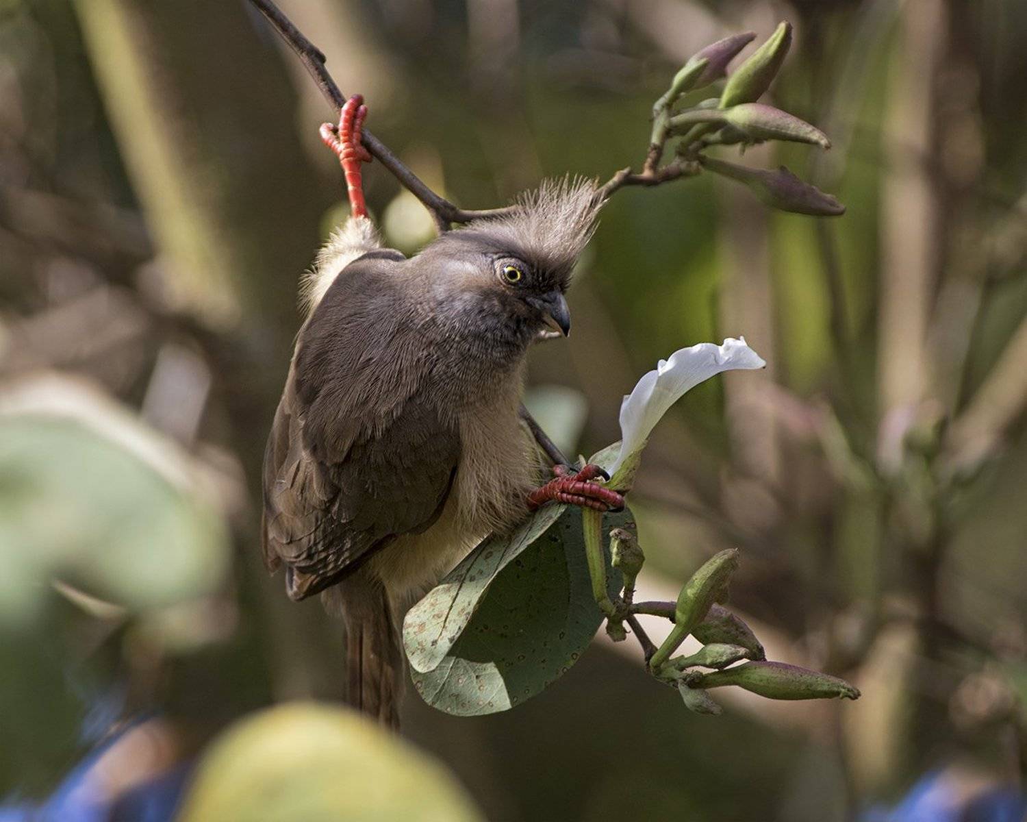 , Евгени Стефанов