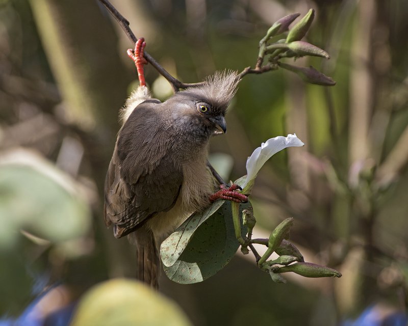 Пънкиphoto preview