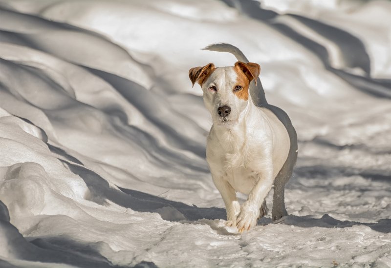 собака, снег, зима, тени, Белый Бим..photo preview
