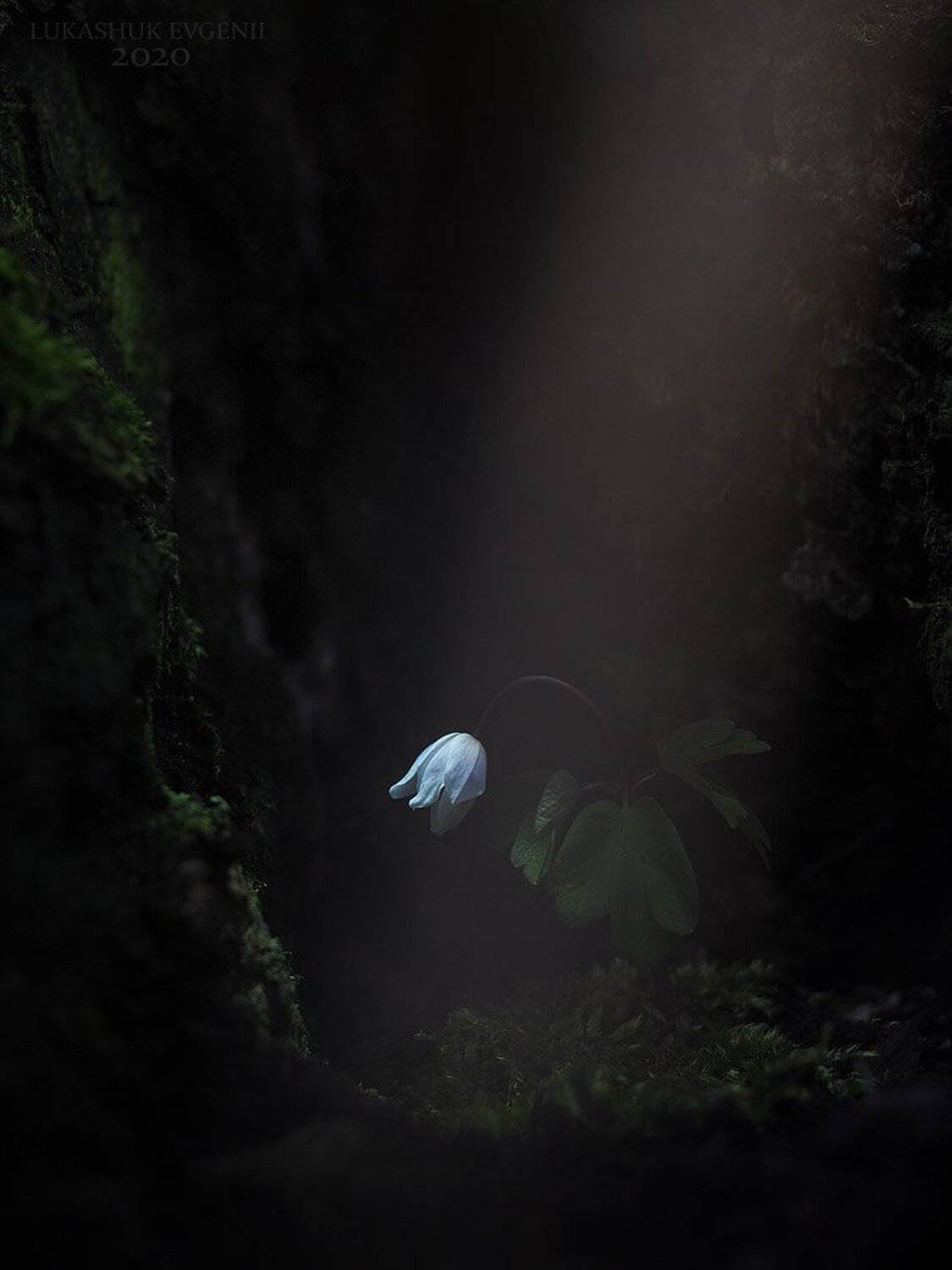 Автор: Евгений Лукашук , Евгений Лукашук