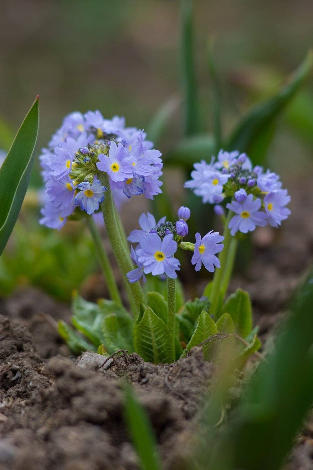 Первые цветы на огороде. Автор: Александр , Александр